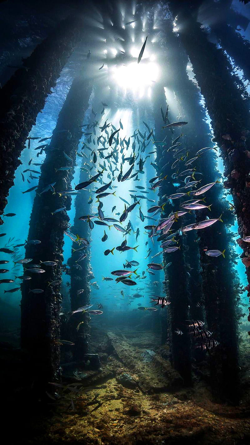 Sealife, fish, light, ocean, sea, under, water, HD phone wallpaper