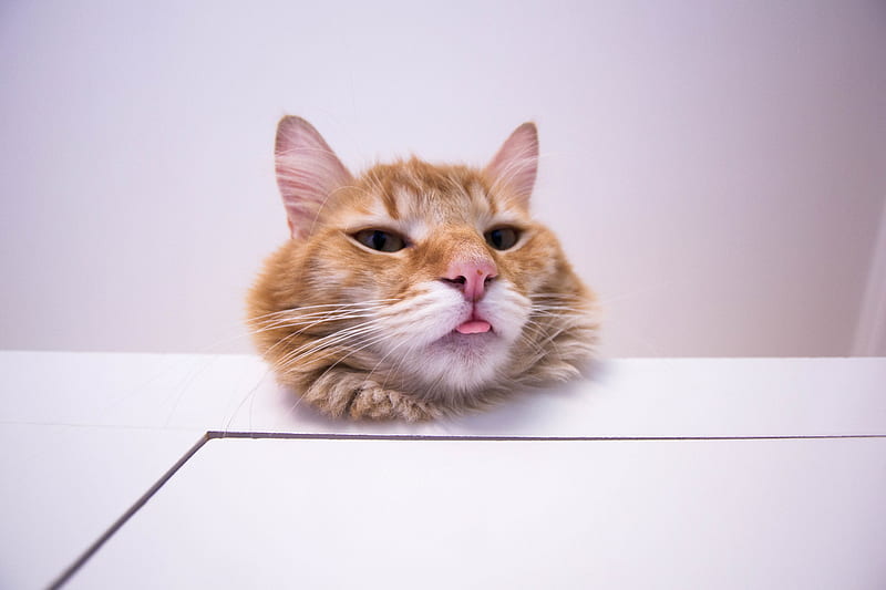 cat, protruding tongue, funny, furry, redhead, HD wallpaper