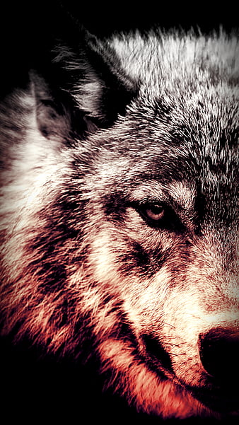 830+ Wolf Attack Stock Videos and Royalty-Free Footage - iStock | Wolf  angry, Wolf jump, Wolves