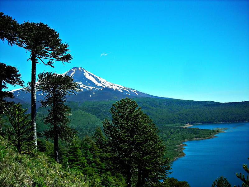 Conguillio National Park, forest, lakes, Araucarias, trees, Volcano LLaima, water, green, Chile, snowy peaks, blue, HD wallpaper