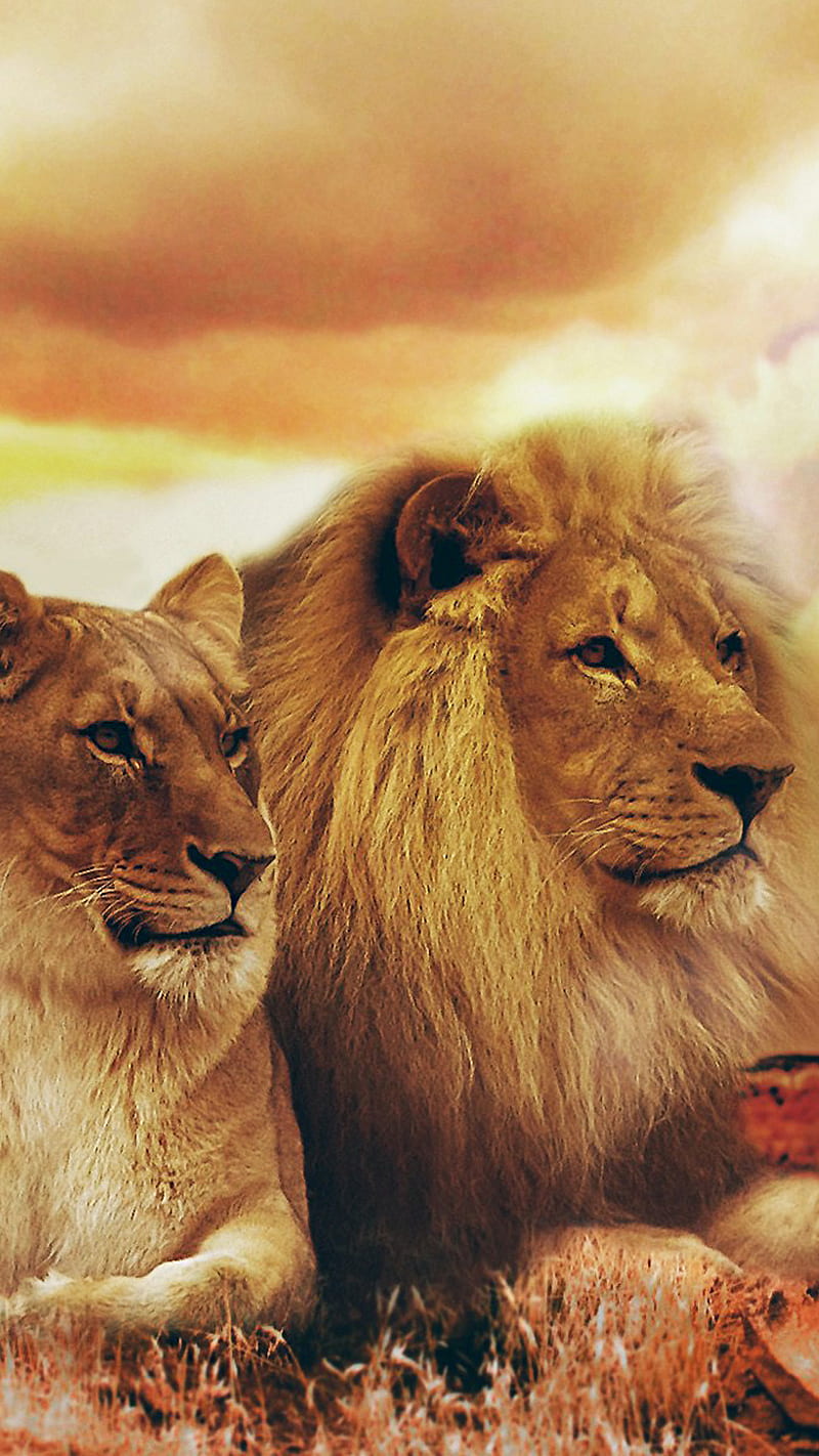 couple, animal, lion, HD phone wallpaper