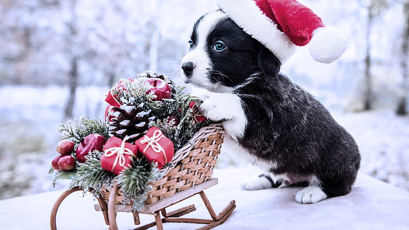 Blue Eyes Black Dog Puppy Is Wearing Santa Hat Standing Near Bamboo Sled Puppy, HD wallpaper