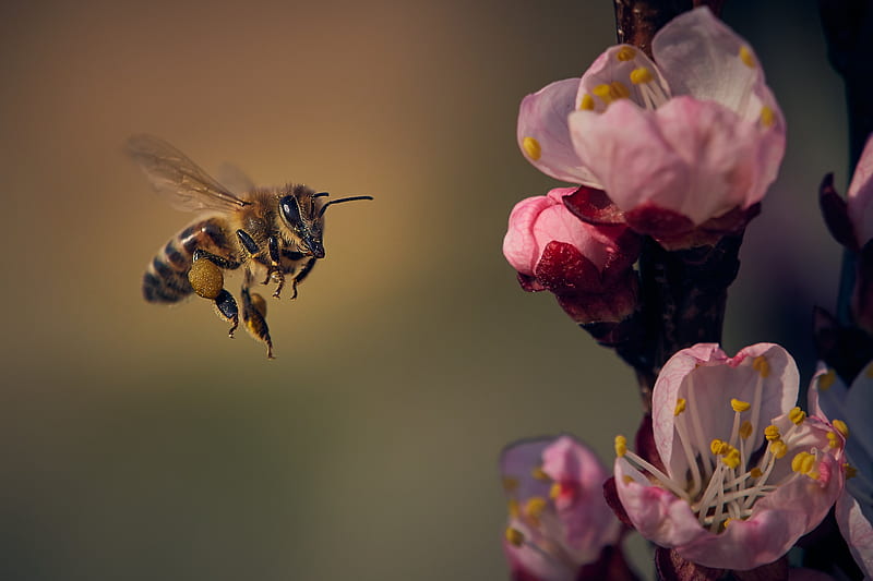 Insects, Bee, Flower, Insect, Macro, Wildlife, HD wallpaper