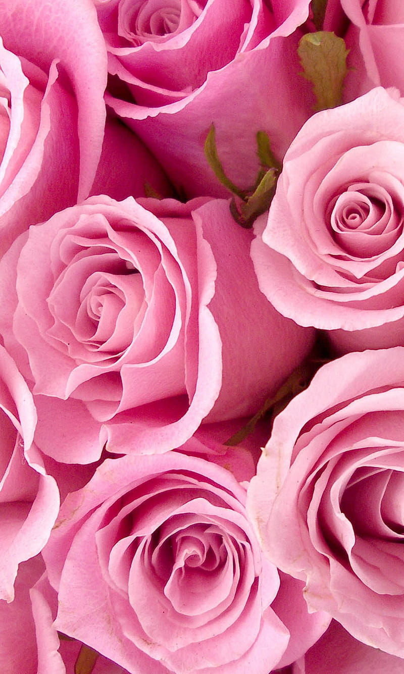 Pink Roses, flowers, love, miss you, red, rose, HD phone wallpaper ...