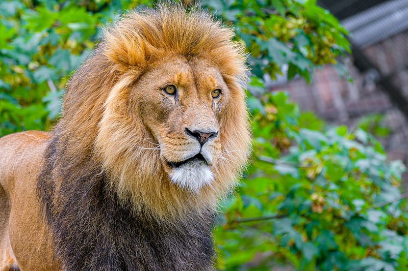 lion, predator, big cat, head, wild, HD wallpaper