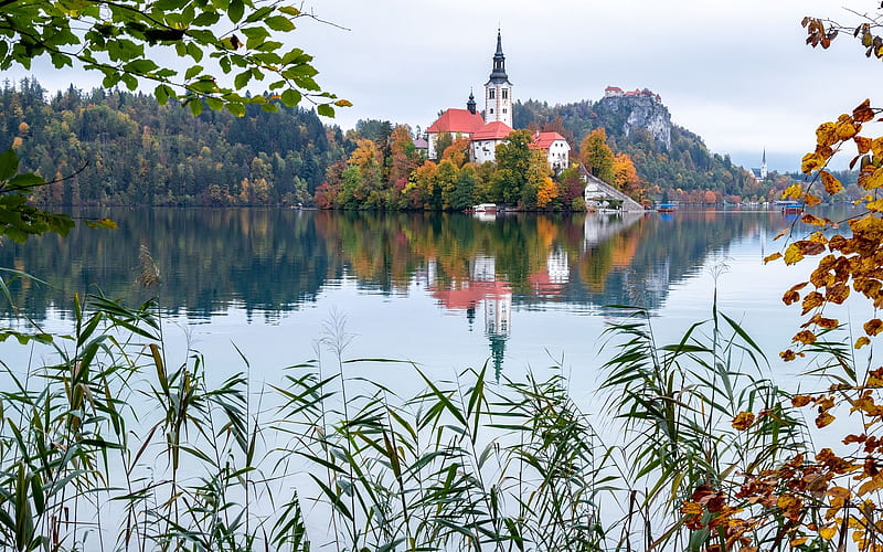 Church in Slovenia, Bled, church, lake, island, reeds, Slovenia, HD wallpaper