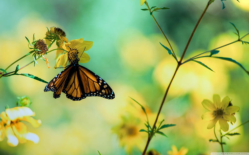 Monarch butterfly on yellow flower, Wanderer, Milkweed butterfly, Black veined brown, Common tiger, HD wallpaper