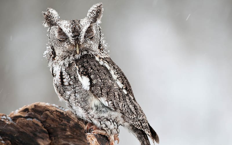 Winter, Birds, Owl, Snow, Animal, Owlet, HD wallpaper