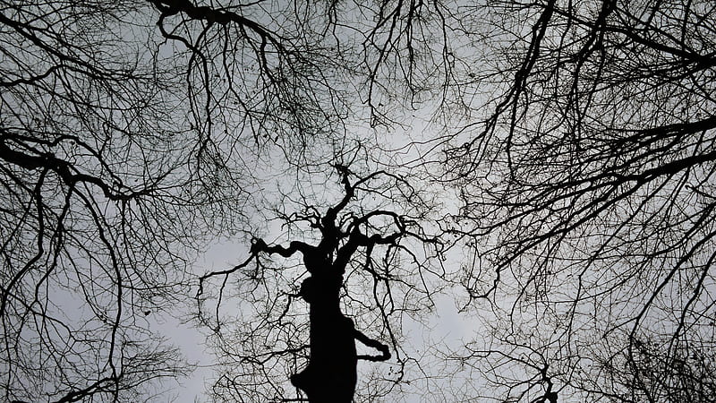 trees, bw, dark, gloomy, HD wallpaper
