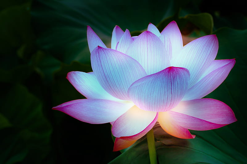 Glowing Lotus , blue, colors, flowers, glow, lotus, nature, pink, roses, soft, tulips, HD wallpaper