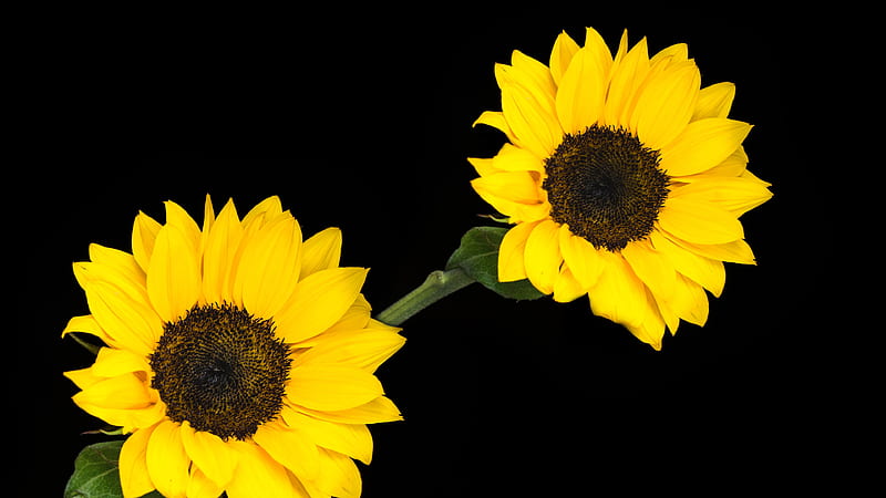 Yellow Sunflower Flowers In Black Background Flowers, HD wallpaper