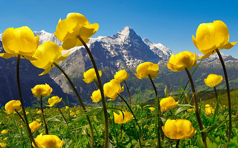 Flowers In Alpine Switzerland, Alpine, Mountains, Flowers, Switzenland, HD wallpaper