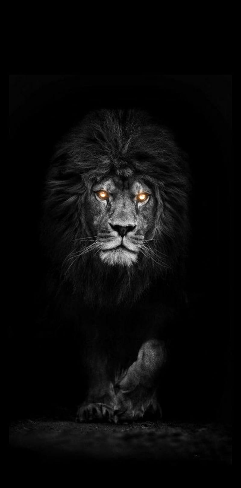 King lion, animal, beauty, black, black lion, dark, fantasy, forest, wild,  HD phone wallpaper | Peakpx