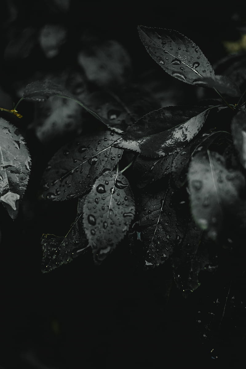 leaves, wet, drops, dark, plant, HD phone wallpaper