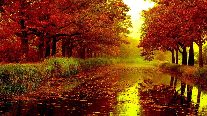 Maple Autumn Fall Leaves On River Between Red Leafed Trees Nature, HD wallpaper