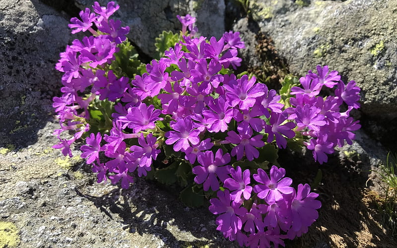 Flowers on Rock, Alps, flowers, purple, rock, HD wallpaper
