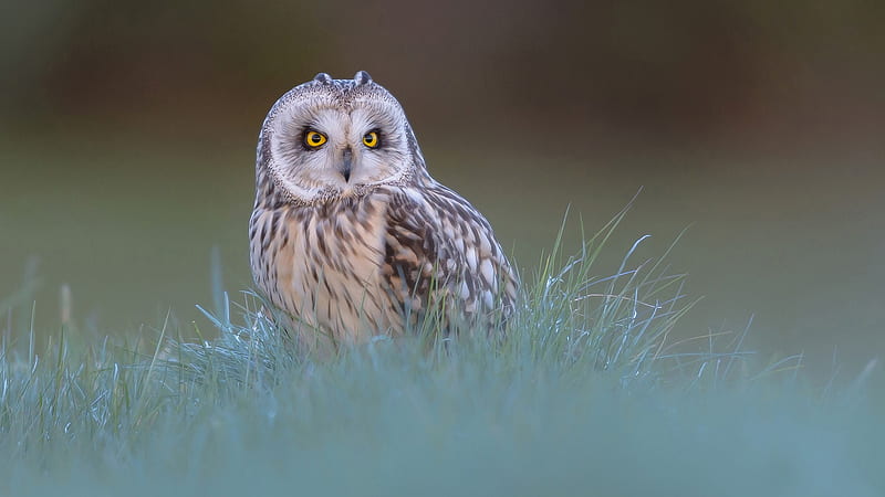 White Brown Yellow Eyes Owl On Green Grass Owl, HD wallpaper
