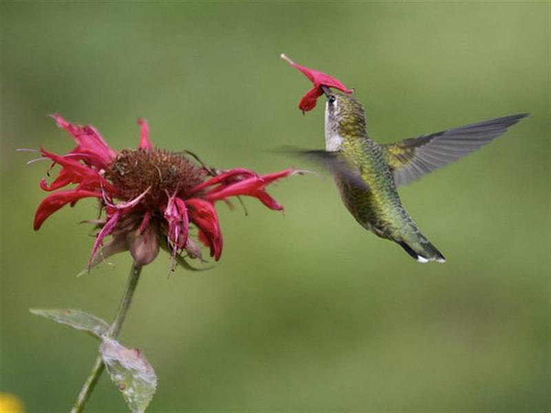help me !!!!!!!!, feeding, hummingbird, bird, hovering, HD wallpaper