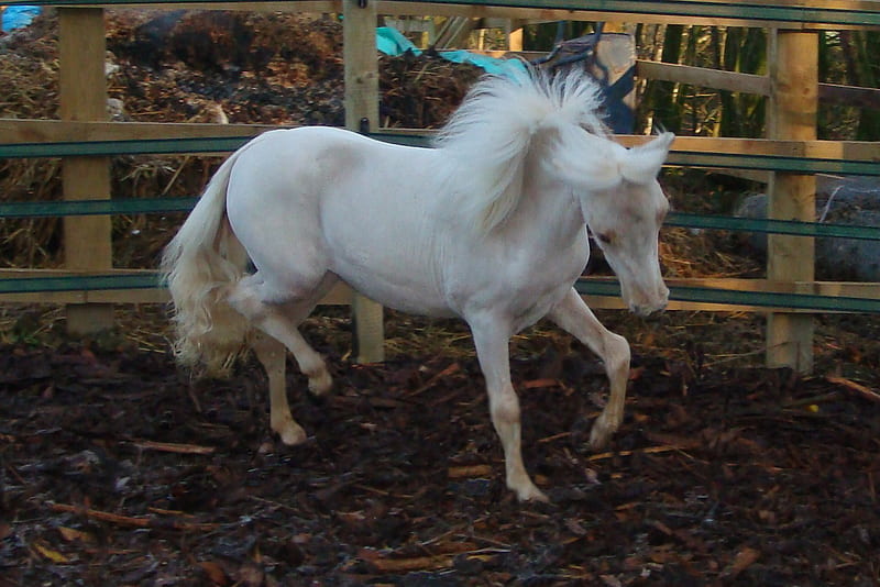 Angel The Minihorse, equus, small, mini horse, angel, HD wallpaper
