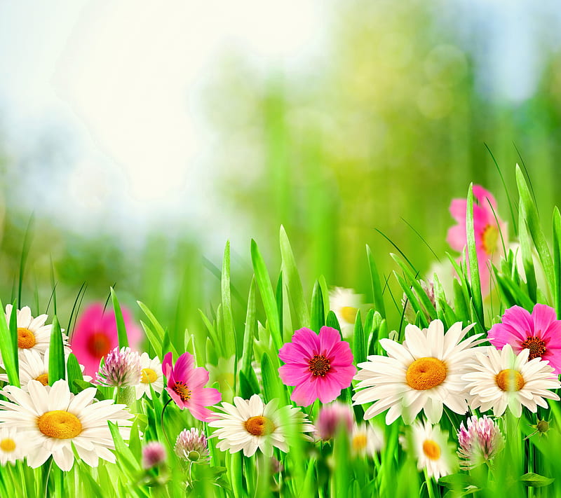 Spring Meadow, bloom, flowers, spring, sunshine, HD wallpaper