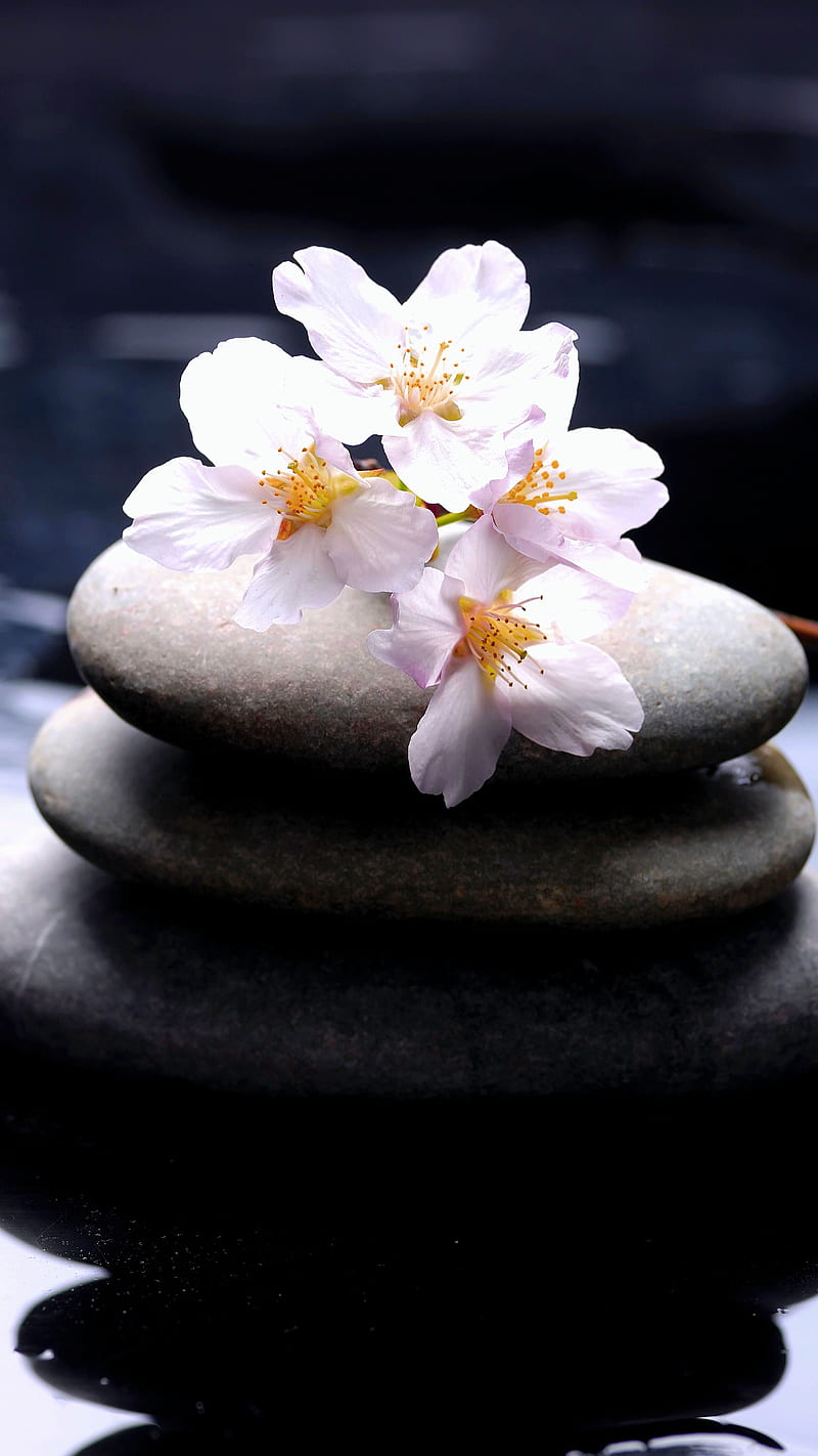 Zen atones, flowers, nature, orchids, stones, water, zen, HD phone wallpaper