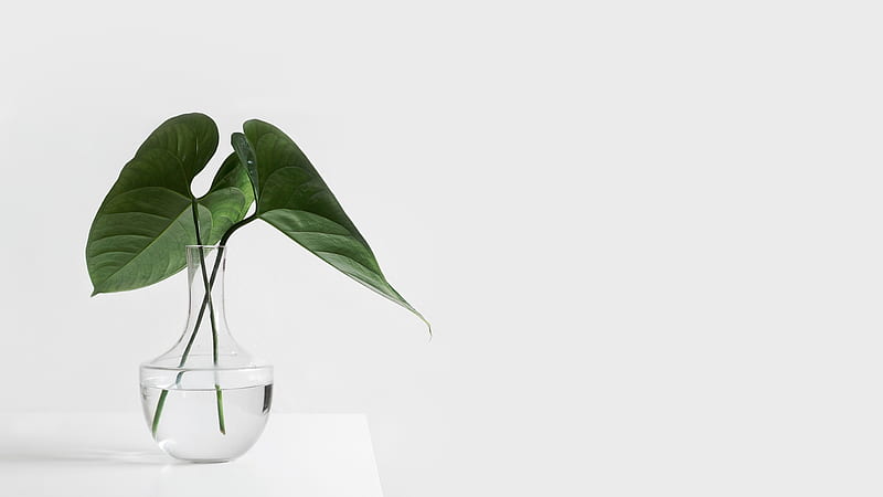 Plant, Table, Glass, Vase, HD wallpaper