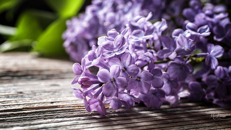 Lilacs on Board, rustic, board, fragrant, flowers, spring, lavender, lilacs, wooden, HD wallpaper