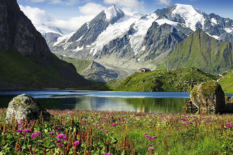 Swiss Alps, peak, swiss, wildflowers, reflection, lake, Alps, hills, spring, bonito, mountain, HD wallpaper