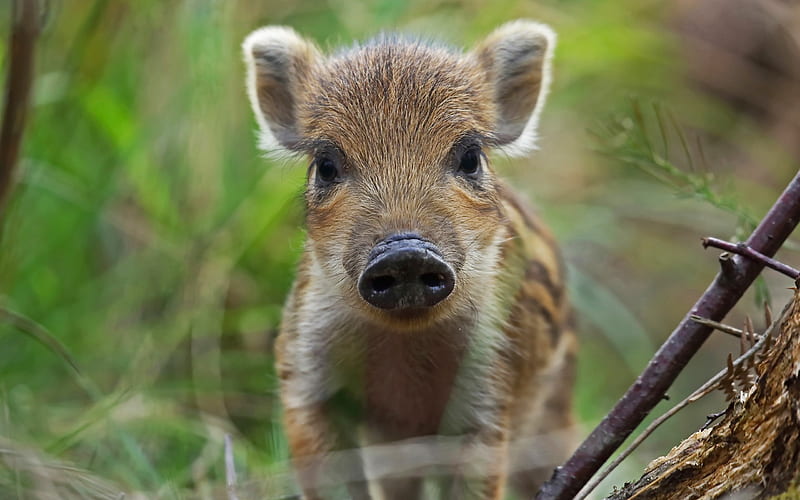 small wild boar, forest, cute animals, pig, green grass, small pig, HD wallpaper