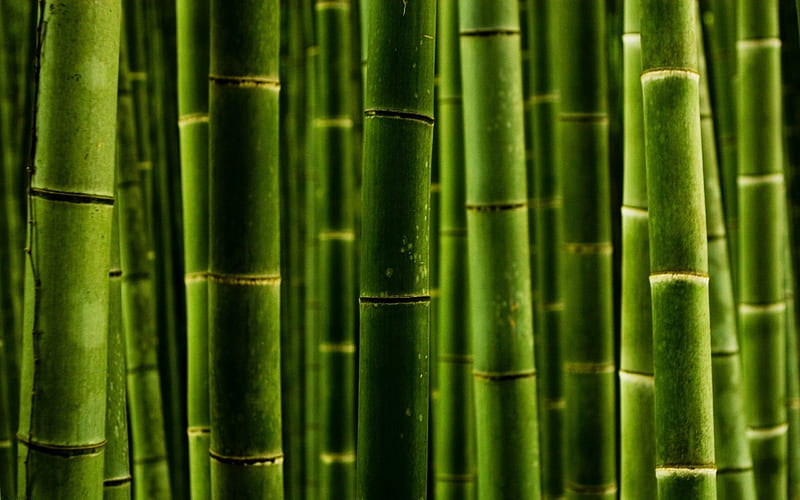 Bamboo, green, macro, texture, HD wallpaper