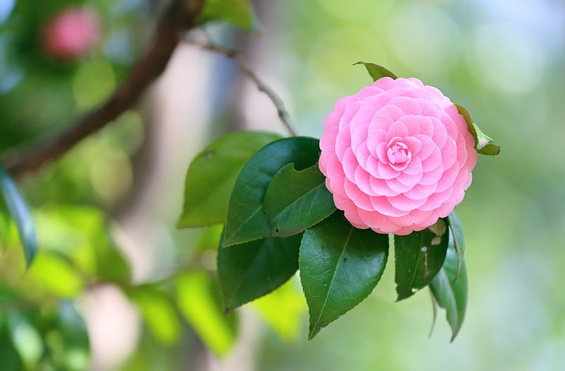 Pink Camellia, Blossoms, Leaves, Flowers, Camellia, HD wallpaper