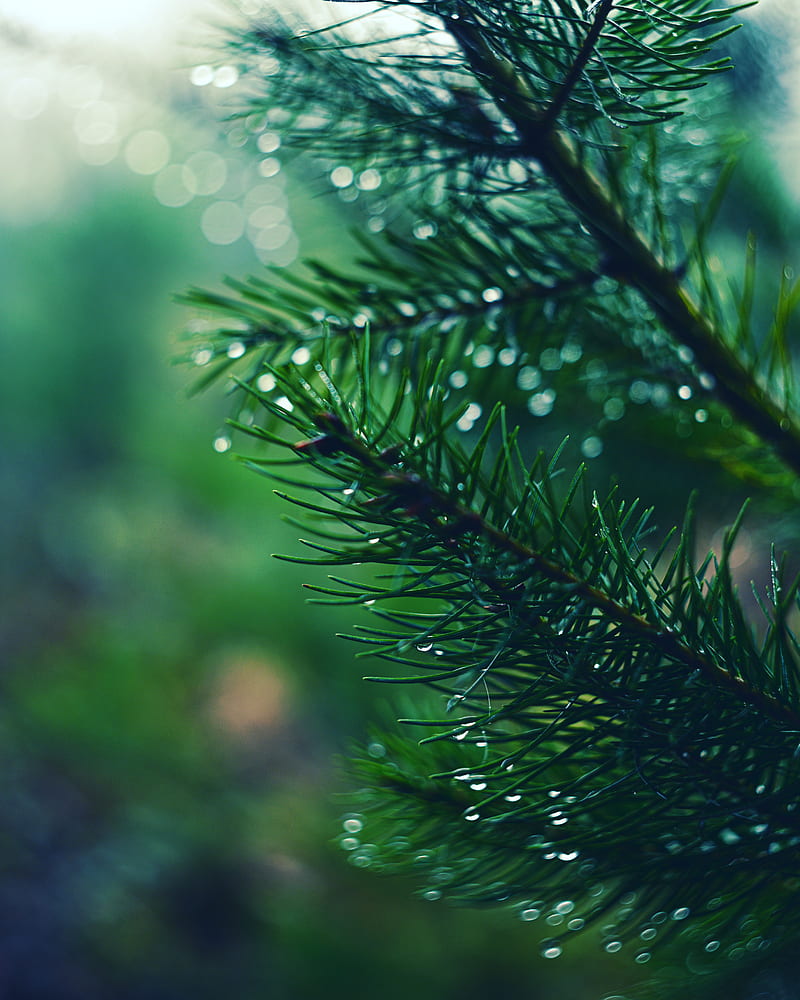 spruce, branch, drops, needles, macro, green, HD phone wallpaper