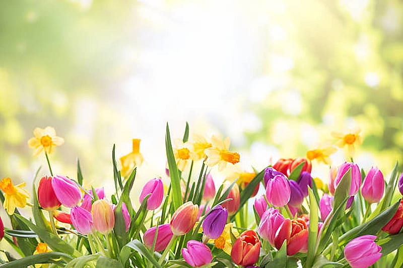 Happy spring, Tulips, Spring, Daffodils, Flowers, HD wallpaper