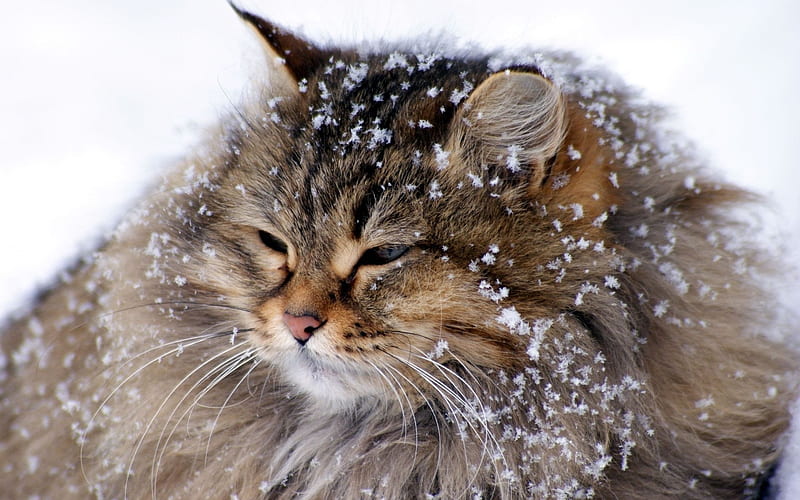 ~ A Happy cat ~, pretty, fluffy, tabby, obese, snow, funny, cats, animals, fat, HD wallpaper