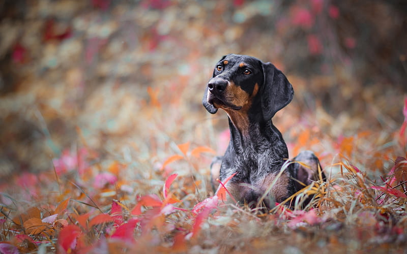 dachshund dog, autumn, black dog, pets, cute animals, dogs, HD wallpaper