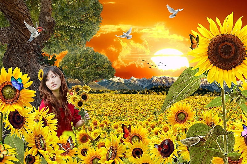 Sunflowers, mountain, sunset, sunflower, girl, HD wallpaper