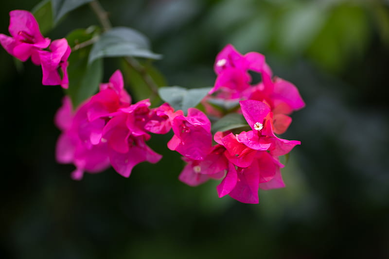 Pink flowers in tilt shift lens, HD wallpaper | Peakpx