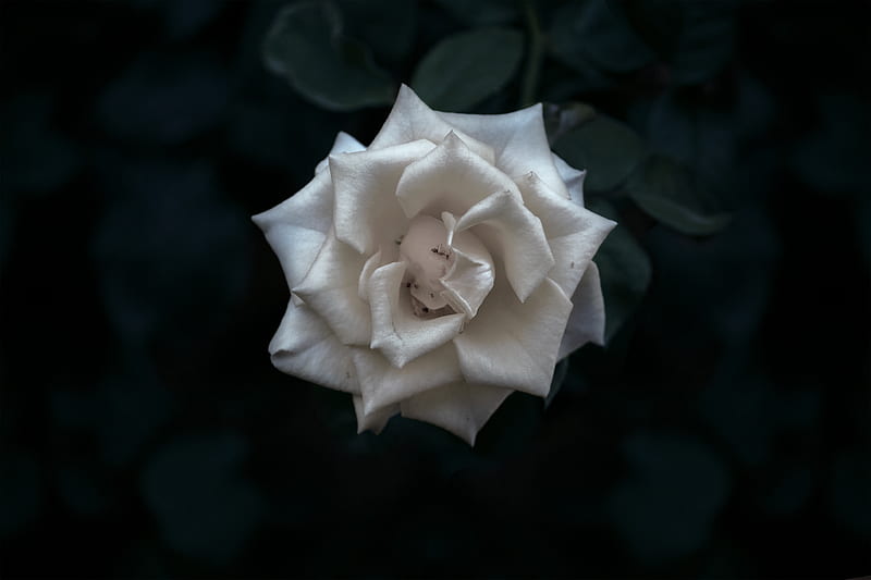 white rose in bloom close up, HD wallpaper