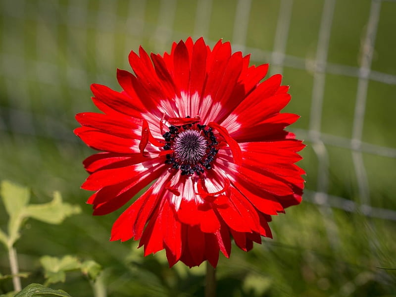 RED ANEOMONE FLOWER, ANEOMONE, PRETTY, FLOWER, RED, HD wallpaper | Peakpx