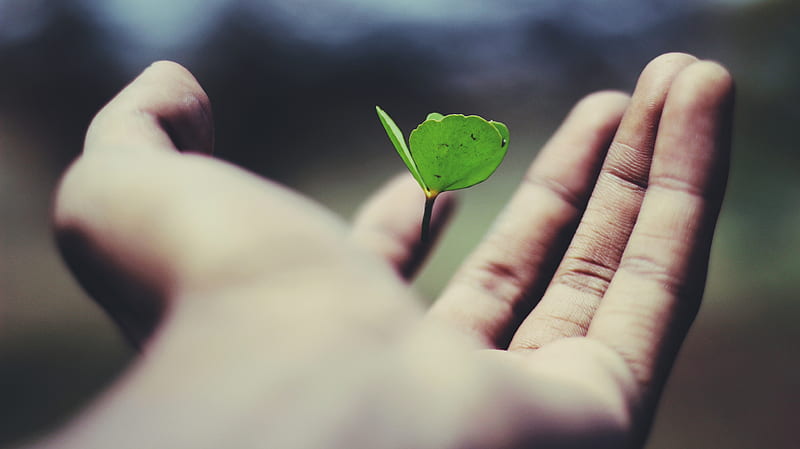 floating green leaf plant on person's hand, HD wallpaper