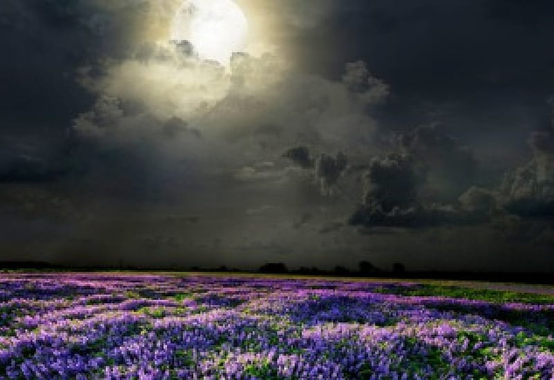 Field of lavender scented moonlight, space, lavender, clouds, magic nights, nice, splendor, colored, bright, flowers, beauty, moonlit, moons, brightness, black, panorama, cool, purple, coloured, smell, awesome, moonlight, violet, white, landscape, field, perfume, colorful, scenic, fragrant, bonito, high quality, silver, scented, graphy, moon, green, darkness, scenery, light, blue, night, amazing, odor, view, colors, hq, universe, dark, magical, nature, meadow, natural, scene, parfum, HD wallpaper