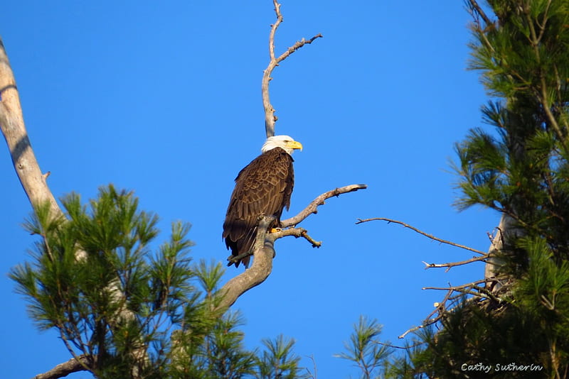 American Eagle, holiday, patriotic, eagle, American, sky, branch, animal, proud, pine, bird, nature, HD wallpaper