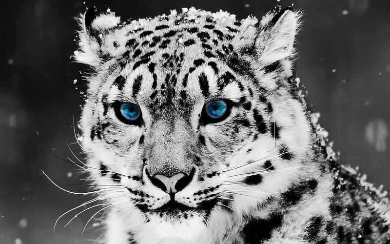360+ Snow Leopard HD Wallpapers and Backgrounds
