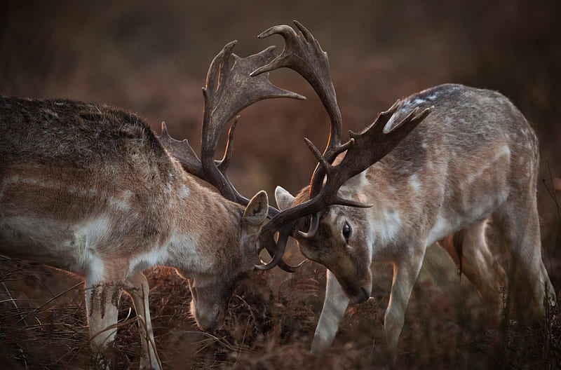 Deer *, fight, animals, deer, animal, HD wallpaper | Peakpx