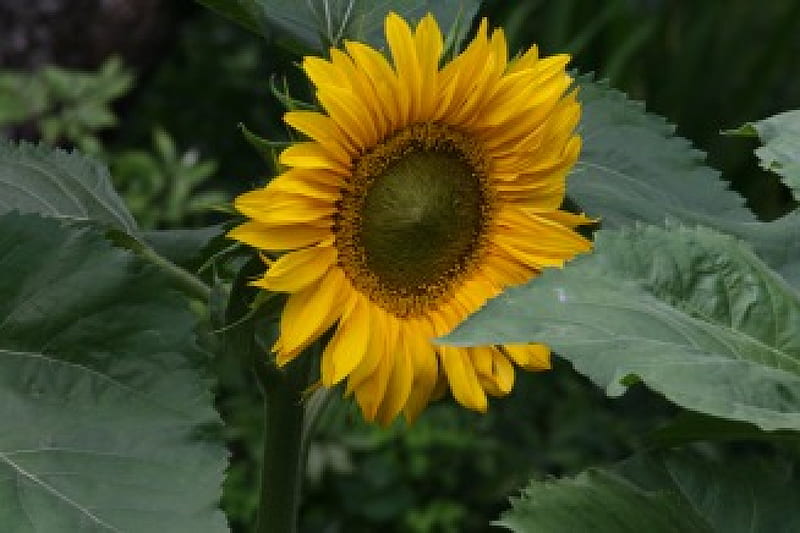 Sunflower, flowers, HD wallpaper | Peakpx