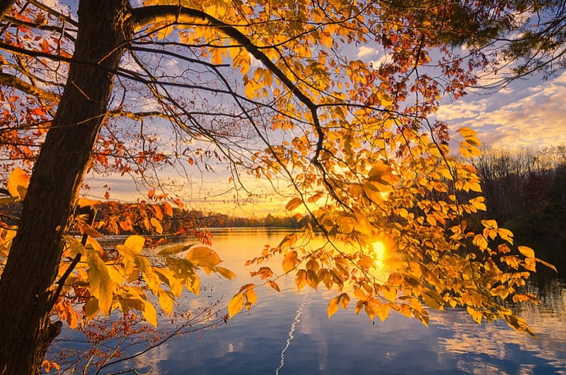 Gold, fall, autumn, tree, lake, HD wallpaper | Peakpx