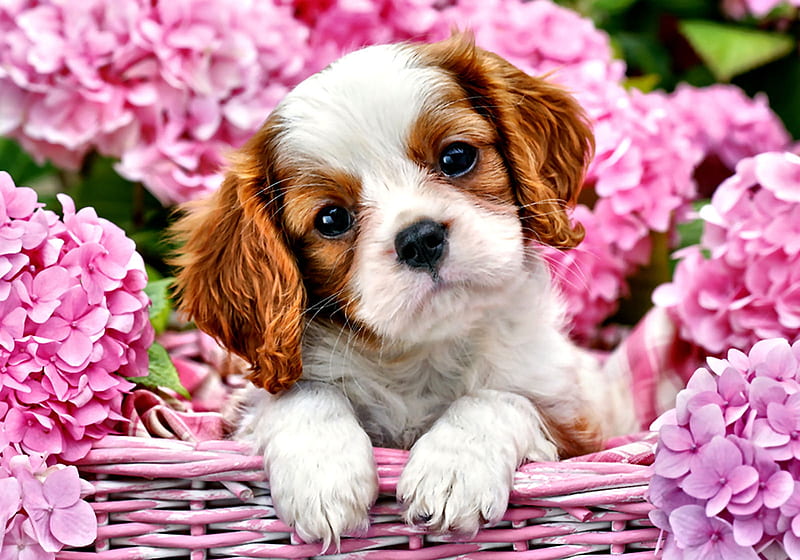 Puppy in Pink Basket - Dog FC, beautiful, pets, canine, animal, graphy, basket, wide screen, flowers, dogs, puppy, HD wallpaper