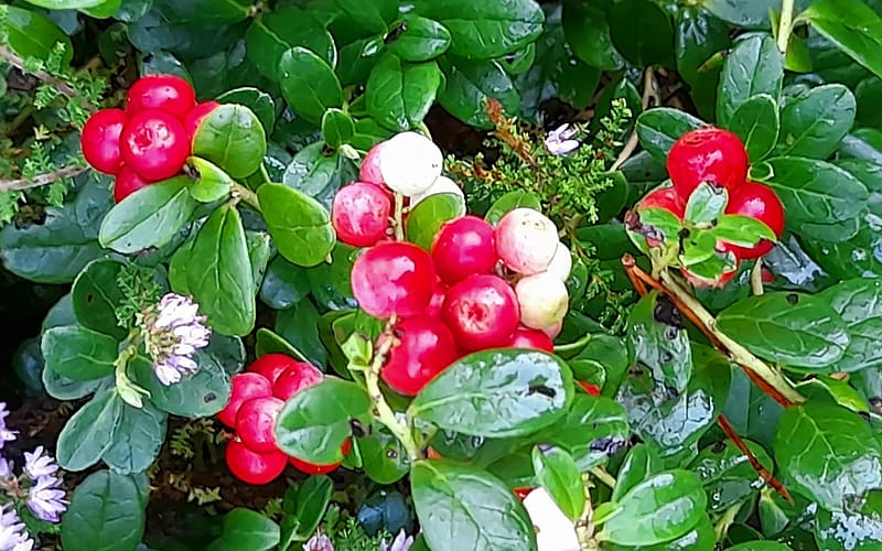 Red Bilberries, Latvia, forest, macro, HD wallpaper