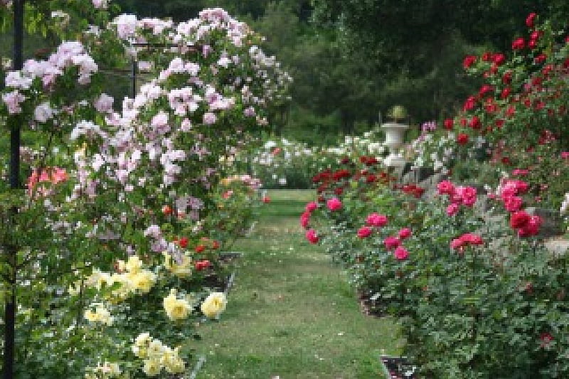Rose garden, garden, flowers, nature, roses, HD wallpaper | Peakpx