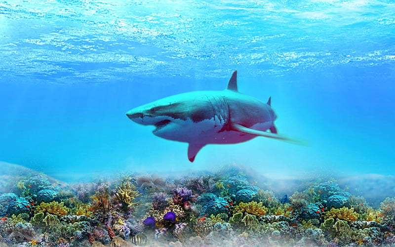 shark, depth, coral reef, underwater world, predators, HD wallpaper